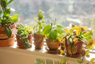 হাউজপ্ল্যান্ট