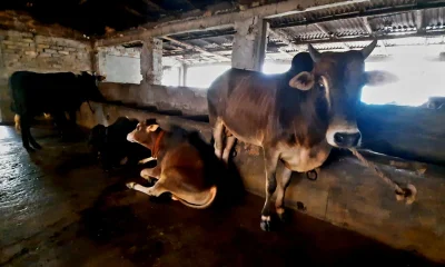 নওগাঁয় পশু খাদ্যের দাম বৃদ্ধি, দিশেহারা খামারিরা