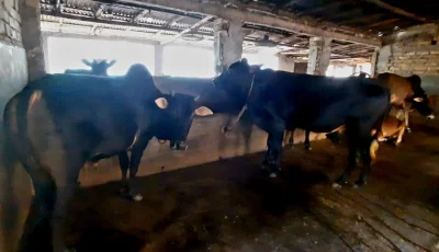 নওগাঁয় পশু খাদ্যের দাম বৃদ্ধি