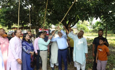 চুয়াডাঙ্গায় আনুষ্ঠানিকভাবে আম সংগ্রহ শুরু