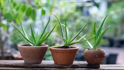 অ্যালোভেরা