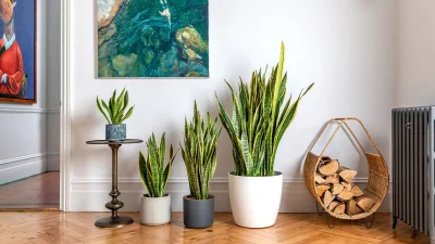 স্ন্যাক প্ল্যান্ট