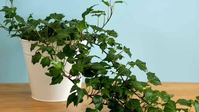 ইংলিশ আইভি