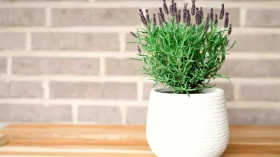 ল্যালেন্ডার