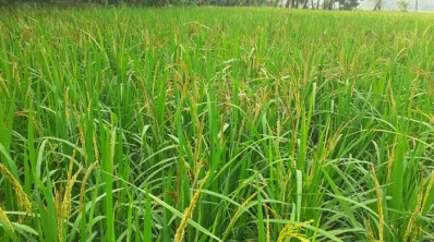 আমন ধানের ক্ষেত। ছবি: থবর সংযোগ