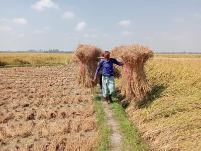কাটা শেষে মাড়াই করতে ধান বয়ে নিয়ে যাচ্ছেন এক কৃষক। ছবি: খবর সংযোগ