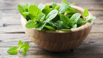 পুদিনা পাতা