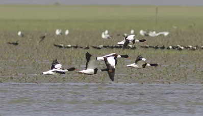 শীতের শুরুতে চরফ্যাশনের বৃহত্তম ম্যানগ্রোভ বনাঞ্চলে পরিযায়ীপাখিদের আগমন শুরু হয়েছে। এখানকার চরগুলো পরিযায়ী পাখিদের জন্য বিখ্যাত। ছবি: খবর সংযোগ