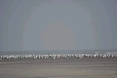 জনমানবহীন গহীন অরণ্যাবৃত তারুয়ার বিচ যেন পাখিদের এক সবুজ অভয়ারণ্য। ছবি: খবর সংযোগ