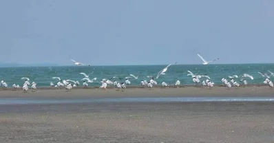 বঙ্গোপসাগরের কোলঘেঁষা ঢালচর, মনপুরা, কলাতলীর চর, চর কুকরি মুকরি, চর শাহজালাল, চরশাজাহান, চর পিয়াল, আইলউদ্দিন চর, চরনিজাম, ডেগরারচরসহ মেঘনা-তেঁতুলিয়ার উপক‚লবর্তী মাঝের চর, মদনপুরাসহ বিভিন্ন চরে পাখিদের আনা-গোনা। ছবি: খবর সংযোগ