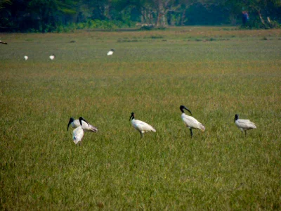 সকাল থেকে খাবার সংগ্রহে ব্যস্ত থাকা পাখিগুলো ডানা মেলে উড়ে চলা ও কলকাকলীতে মুখর থাকে চরগুলো। ছবি: খবর সংযোগ