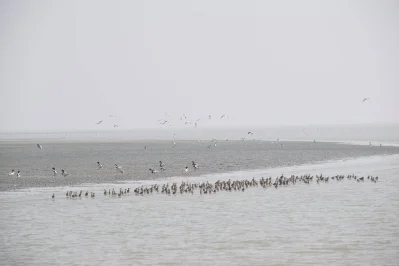 পরিযায়ীপাখিদের আগমনকে কেন্দ্র করে একদিকে বেড়েছে বনাঞ্চলের সৌন্দর্য অন্যদিকে পর্যটকরাও ছুটে আসছেন পাখি দেখতে। ছবি: খবর সংযোগ