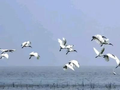 শীতের অতিথি পাখির মধ্যে উল্লেখযোগ্য হলো- খয়রা, চখাচখি, বালিহাঁস, কার্লিউ, বুনোহাঁস, ছোট সারস, বড় সারস, কাদাখোঁচা, হেরন, নিশাচর ডুবুরি, চিতি প্রভৃতি। ছবি: খবর সংযোগ