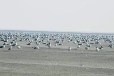 শীত শেষ হলে আবার তারা নিজেদের দেশে ফিরে যায়। ছবি: খবর সংযোগ