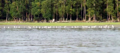 শীতের শুরুতে আসতে শুরু করে পরিযায়ী পাখি। চর কুকরি মুকরির দ্বীপে বিশ্রামতর অতিথি পাখি। ছবি: খবর সংযোগ