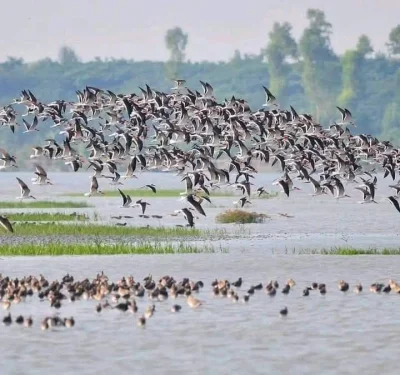 বছরের এর সময়টা তারুয়ায় ৫ কিলোমিটার জুড়ে হরেক রকম পাখির কলোকাকলীতে সরব হয়ে ওঠা শীতের সময়টা যেন নতুন রূপ লাভ করে। ছবি: খবর সংযোগ