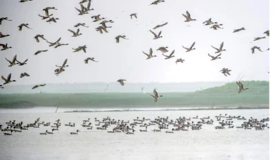 চরফ্যাসন উপজেলা জনমানবহীন গহীন অরণ্যাবৃত তারুয়ার বিচ যেন পাখিদের এক সবুজ অভয়ারণ্য। এখানকার অন্তত ২০টি চরে আশ্রয় নিয়েছে এসব পাখি। ছবি: খবর সংযোগ