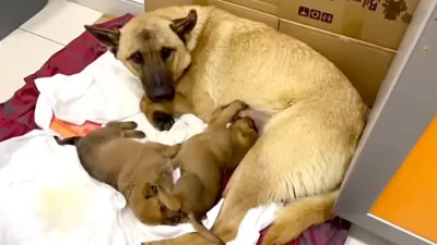 হাসপাতালে শাবকসহ মা কুকুর