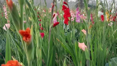 ছবি: খবর সংযোগ