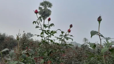 ছবি: খবর সংযোগ