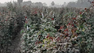 গোলাপ ফুলে ক্যাপ পরিয়ে রাখা হয়েছে। ছবি: খবর সংযোগ