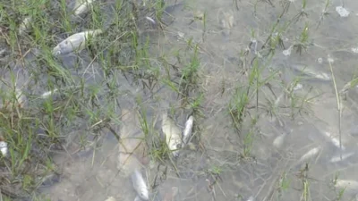 নদীর মাছ মরে ভেসে উঠেছে