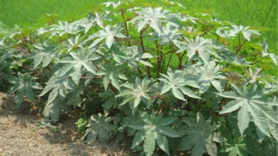 ছবি: খবর সংযোগ