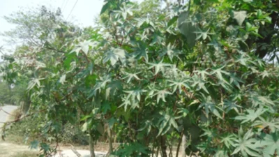 ছবি: খবর সংযোগ