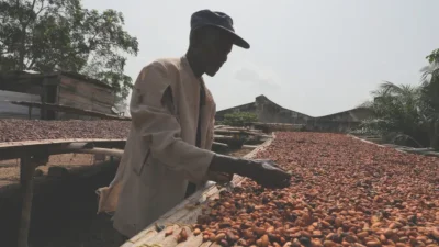 ঘানার আসিন ফোসু শহরে একজন কৃষক বাড়িতে কোকো বীজ রোদে শুকাচ্ছেন। ছবি: সংগৃহীত