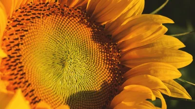 সূর্যমুখী। ছবি: সংগৃহীত