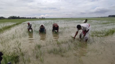 স্লুইসগেটের পানি ছেড়ে দেওয়ায় তলিয়ে গেছে ধান ক্ষেত। ছবি: খবর সংযোগ