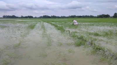 পানির ওপরে কিছু কিছু ধানগাছের সবুজ মাথা বেরিয়ে আছে। ছবি: খবর সংযোগ