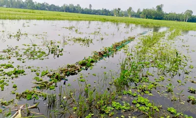 উলিপুরে অবাধে জলাশয় গুলোতে ব্যবহার নিষিদ্ধ চায়না জাল। ছোট-বড় সকল প্রজাতির মাছ নিধন।