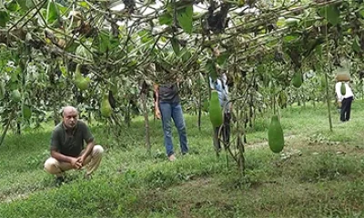 লাউ গাছের কান্ড কেটে ফেলায় মরে যাচ্ছে গাছ