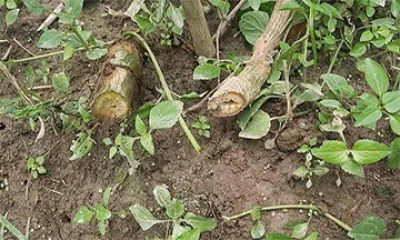কেটে দেওয়া লাই গাছের কান্ড