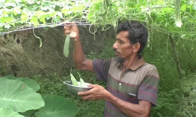 ভোলার চরফ্যাশনে আধুনিক পদ্ধতিতে চাষা করা করলার ক্ষেত থেকে ফসল সংগ্রহ করছেন এক চাষি। ছবি- খবর সংযোগ