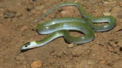 Ghormoni
