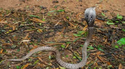 Gokhra