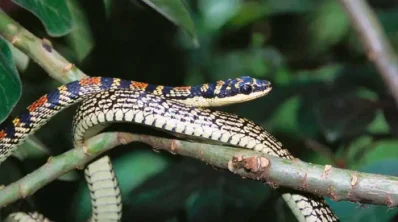 Kalnagini
