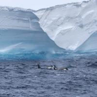 আইসবার্গ