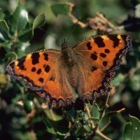 লার্জ টর্টোইসশেল