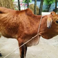 লাম্পি স্কিন ডিজিজ