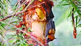 নিপাহ ভাইরাসে ১০ জনের মৃত্যু&nbsp;