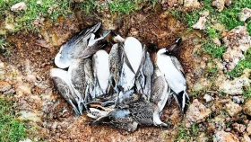 হাওরে অবাধে শিকার হচ্ছে অতিথি পাখি