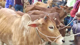 ভাগে কোরবানি দিলে মানতে হবে যেসব নিয়ম