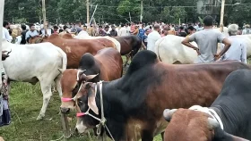 আফতাবনগরে বসবে না পশুর হাট: হাইকোর্ট