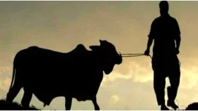 পশুর যেসব ত্রুটি থাকলে কোরবানি শুদ্ধ হয় না