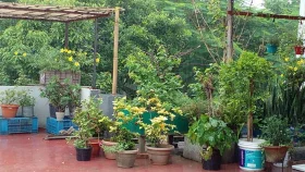 বৃষ্টি পেয়ে খুশি গাছ? এ সময় নিতে হবে বিশেষ যত্ন