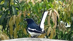 বিলুপ্তির পথে জাতীয় পাখি দোয়েল