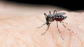 আবারও ডেঙ্গুতে ৫ জনের মৃত্যু, হাসপাতালে ভর্তি ৬২২